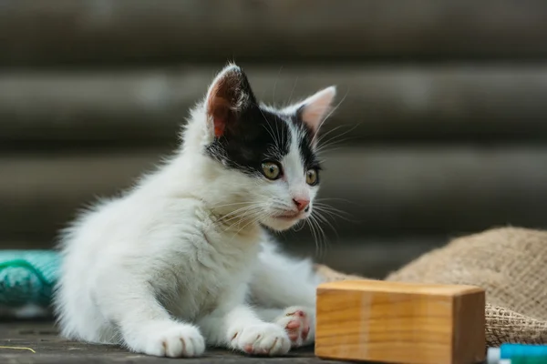 Mały kociak gra z drewnianej kostki — Zdjęcie stockowe