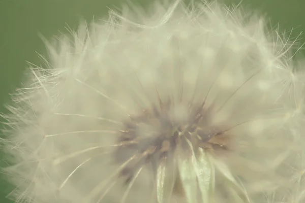 白いタンポポの花 — ストック写真