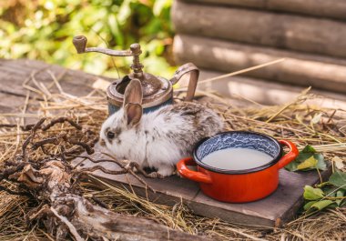 tavşan ya da saman üzerinde süt ile tavşan