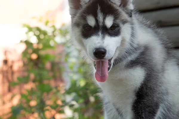 Ładny szczeniak husky — Zdjęcie stockowe