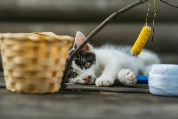 Маленький котенок играет с ниткой на веточке — стоковое фото