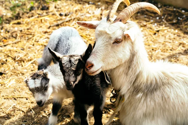 Lindos niños de cabra con madre —  Fotos de Stock