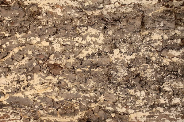 Ağaç kabuğu dokusu