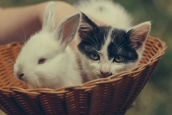 Söt liten kattunge och kanin — Stockfoto