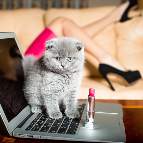 Kitten op laptop met lippenstift — Stockfoto