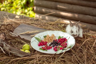 tavşan yabani çilek ve yeşil elma