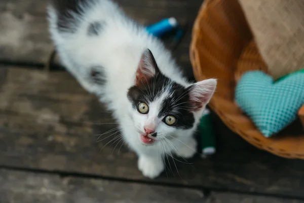 Маленький котенок играет с ниткой на веточке — стоковое фото