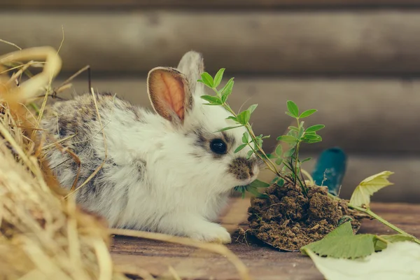 국내 귀여운 토끼 — 스톡 사진