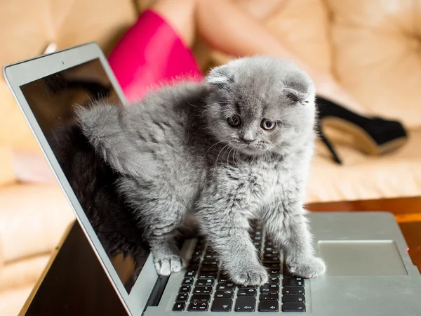 Gatito sentado en el portátil — Foto de Stock