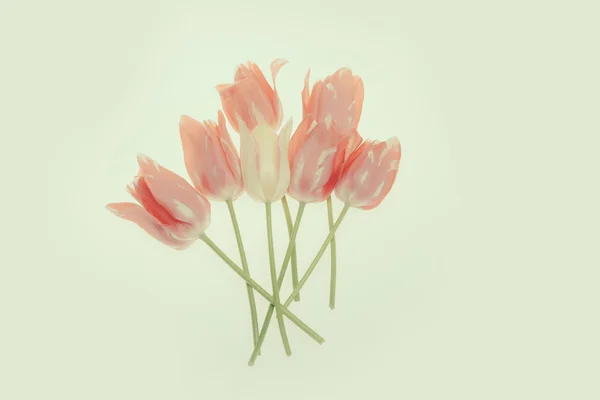 Tulipa vermelha isolada no fundo branco — Fotografia de Stock