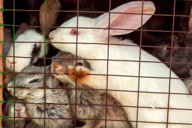 Sevimli tavşan kafes içinde