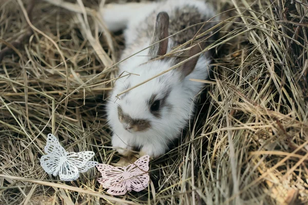 Niedliche Kaninchen und Schmetterlingsnadeln — Stockfoto