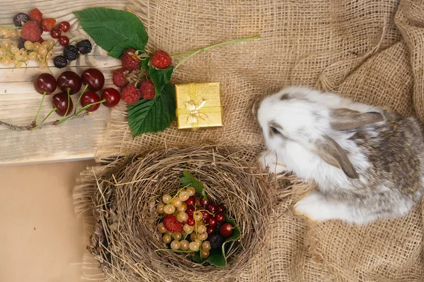 Смешной кролик и свежие ягоды — стоковое фото