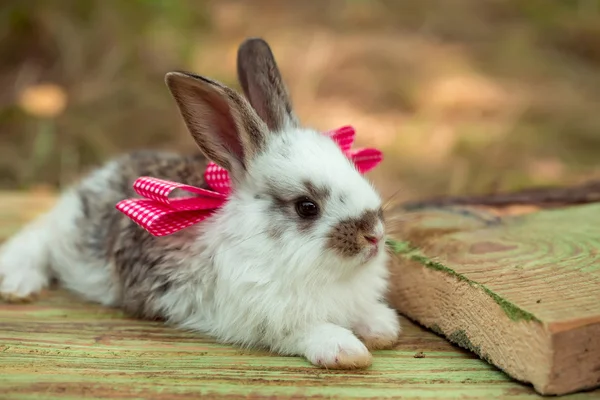 Niedliche kleine Kaninchen — Stockfoto