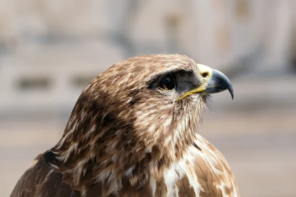 Mooie eagle vogel closeup — Stockfoto