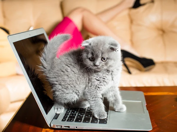 Kitten zittend op laptop — Stockfoto