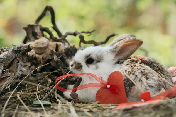 ハートの装飾とかわいいウサギ — ストック写真