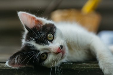 sevimli küçük yavru kedi açık