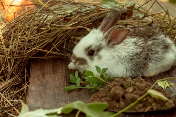 Küçük tavşan tavşan — Stok fotoğraf