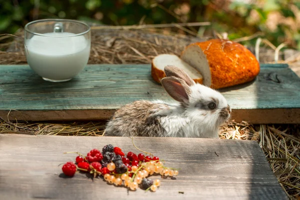 토끼 또는 토끼 야생 딸기와 우유 — 스톡 사진