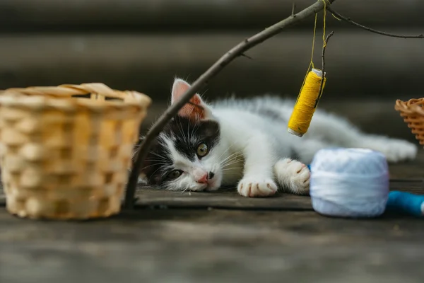 Liten kattunge leker med tråd på kvist — Stockfoto