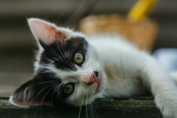 可爱的小小猫户外 — 图库照片