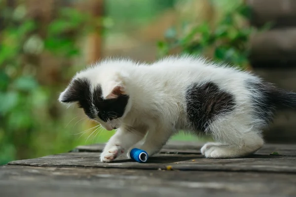 Χαριτωμένο μικρό γατάκι παίζει με το νήμα — Φωτογραφία Αρχείου