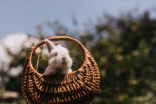 Adorable rabbit pet — Stock Photo, Image