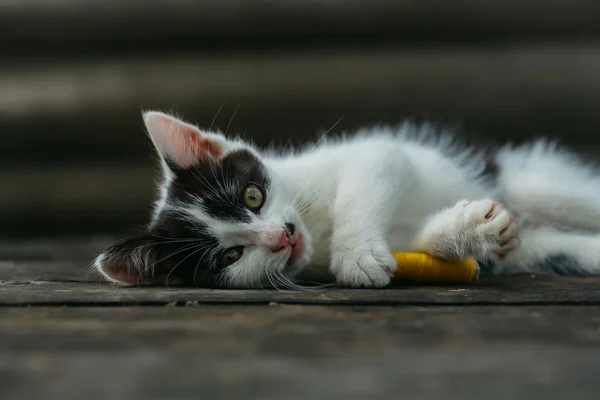 Lindo gatito pequeño jugando con hilo — Foto de Stock