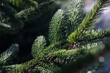 Spruce şubesinin kapağı