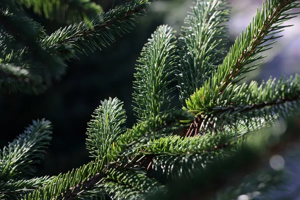 Gros plan de la branche d'épinette — Photo