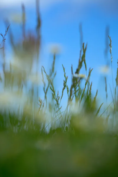 Erba verde primo piano sul cielo blu — Foto Stock