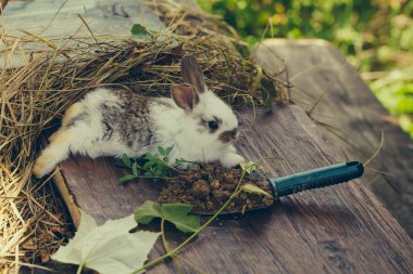 Kabarık sevimli tavşan
