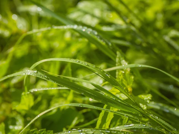 Pequeñas gotas de agua sobre hierba — Foto de Stock