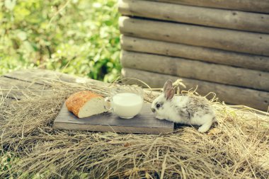 ekmek ve süt Kupası ahşap tahta üzerinde