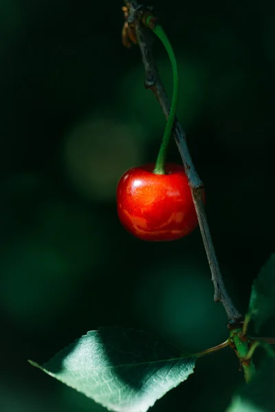 红樱桃和绿色的树叶 — 图库照片