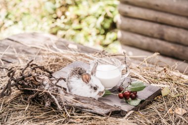 tavşan ya da saman üzerinde süt ve kiraz ile tavşan