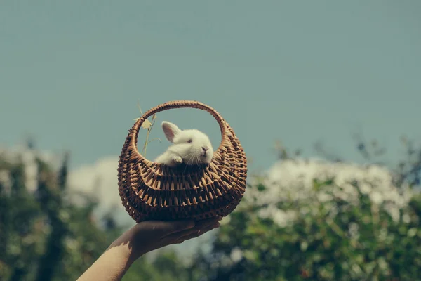 귀여운 작은 토끼 — 스톡 사진