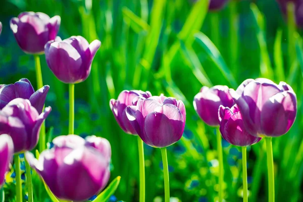 Fiori di tulipano viola primo piano — Foto Stock