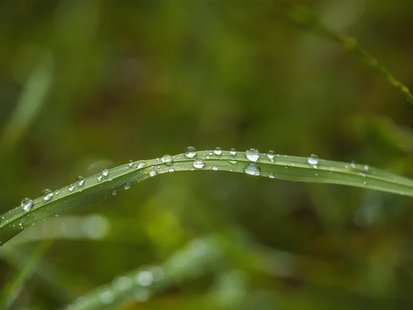 Капли воды на траве — стоковое фото