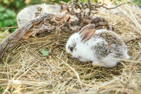 Lapin mignon et racines exposées — Photo