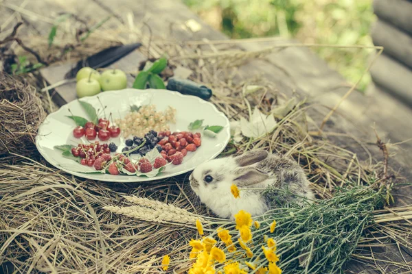 야생 딸기와 녹색 사과와 토끼 — 스톡 사진