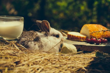 ekmek ve süt Kupası ahşap tahta üzerinde