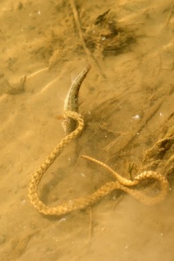 Yılan balık yakalar ve ısırır