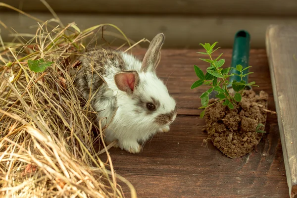 Cute Hare w pobliżu Hay — Zdjęcie stockowe