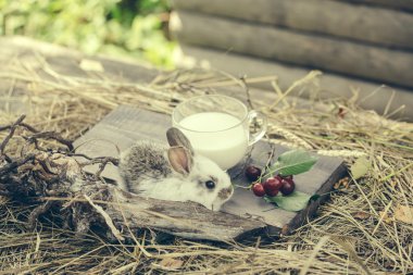 tavşan ya da saman üzerinde süt ve kiraz ile tavşan
