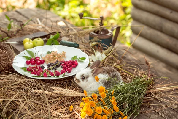 Konijn met wilde bessen en groene appels — Stockfoto