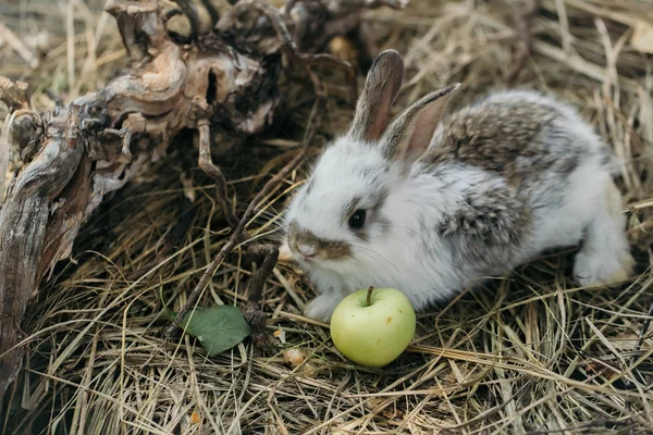 귀여운 토끼와 노란색 애플 — 스톡 사진