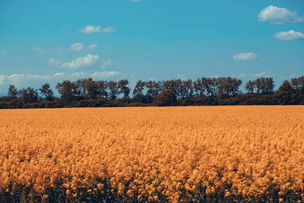 Campo con flores naranjas y cielo azul — Foto de Stock