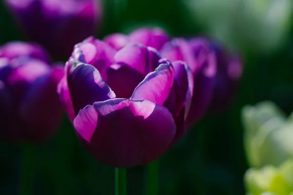 Fiori di tulipano viola primo piano — Foto Stock